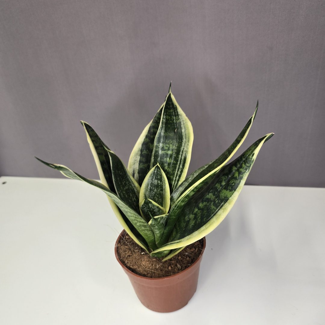 Sansavieria hahnii ‘Stars and Stripes’