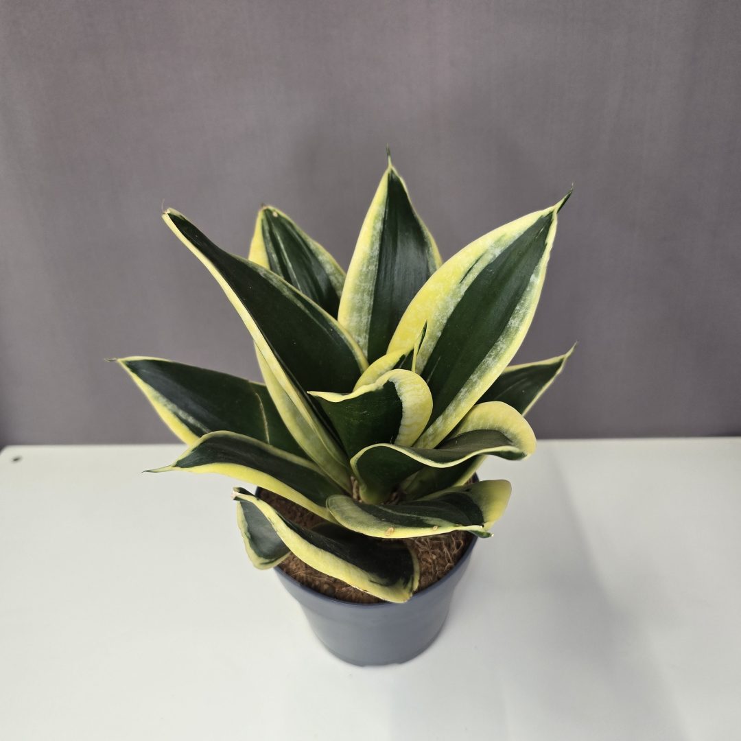 Sansevieria trifasciata 'Lotus'