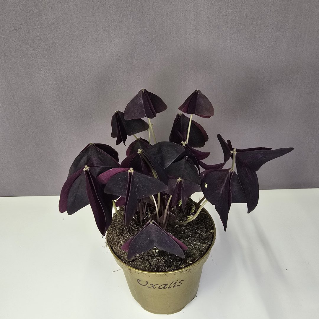 Oxalis Triangularis - Háromszöglevelű madársóska