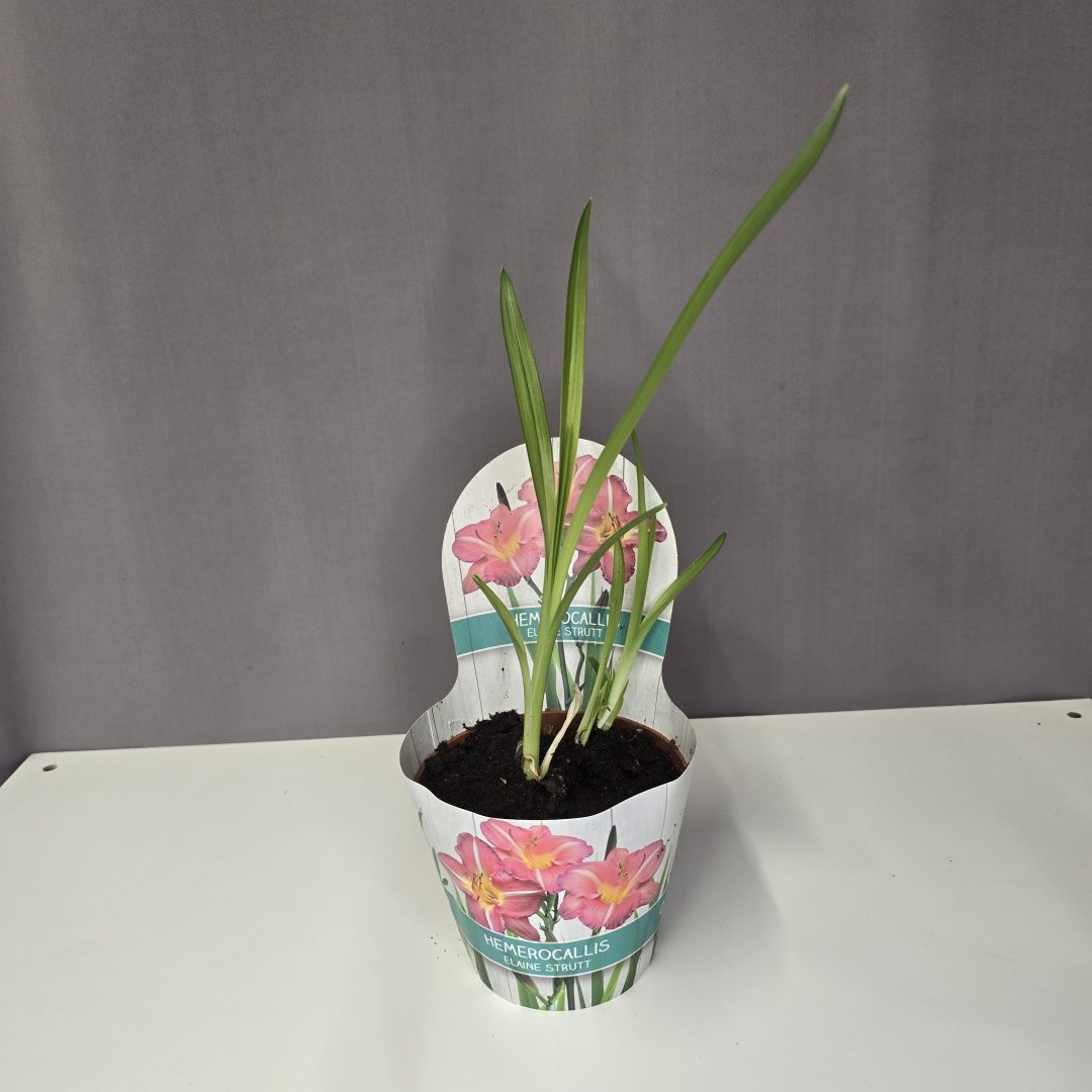 Rózsaszín sásliliom