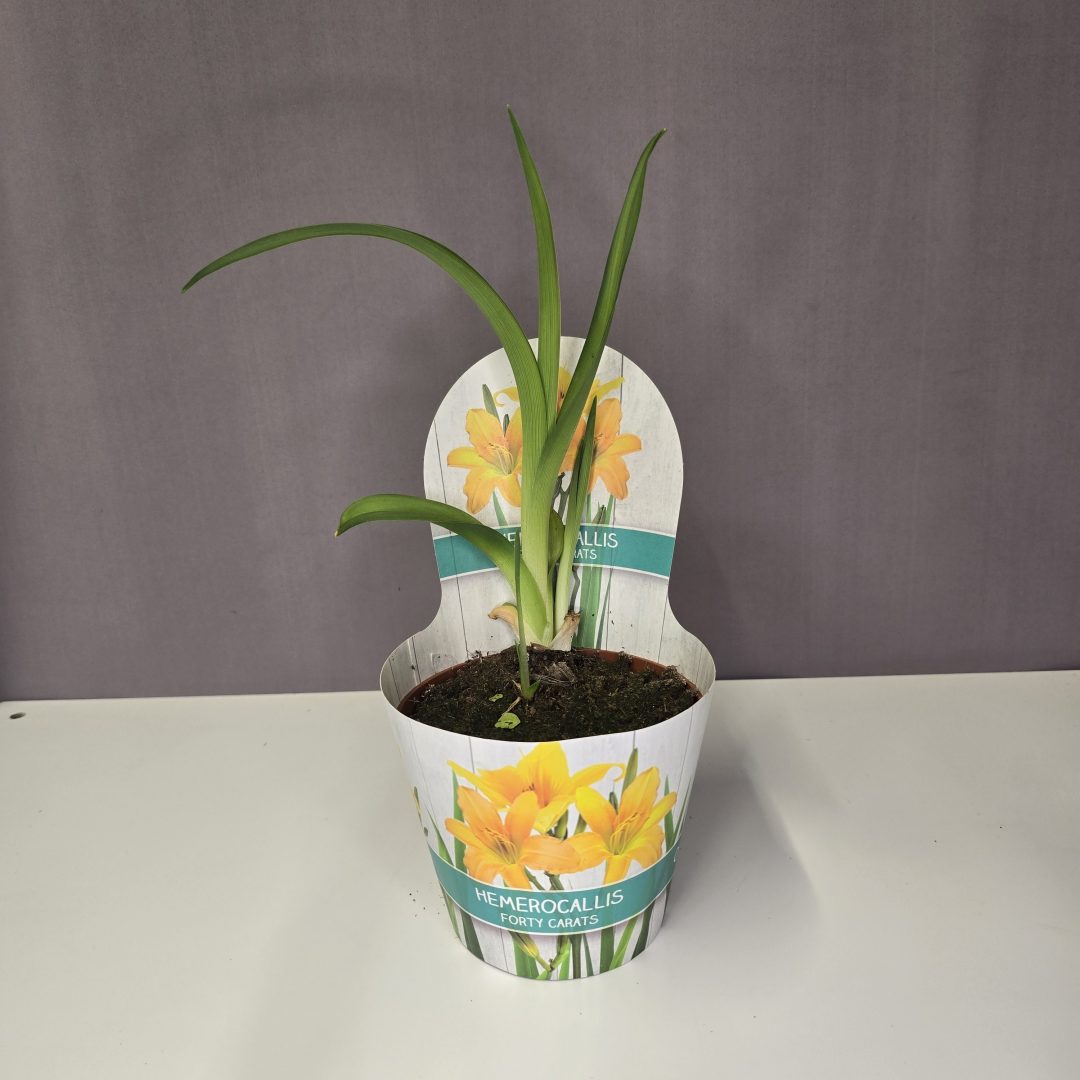 Citromsárga sásliliom