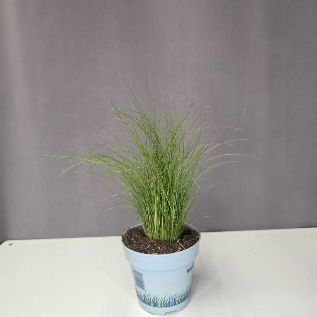 Stipa tenuifolia - Árvalányhaj