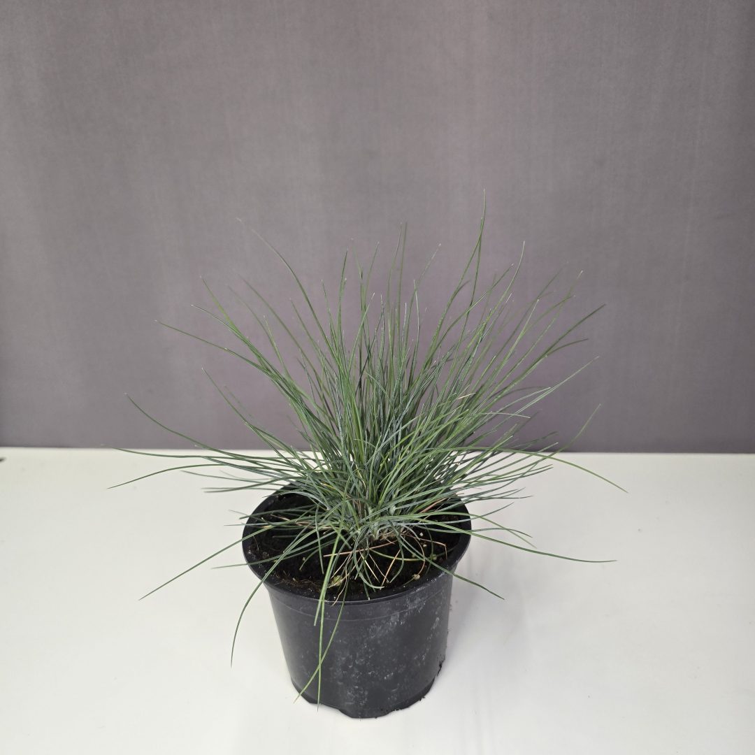 Festuca glauca - Kék csenkesz