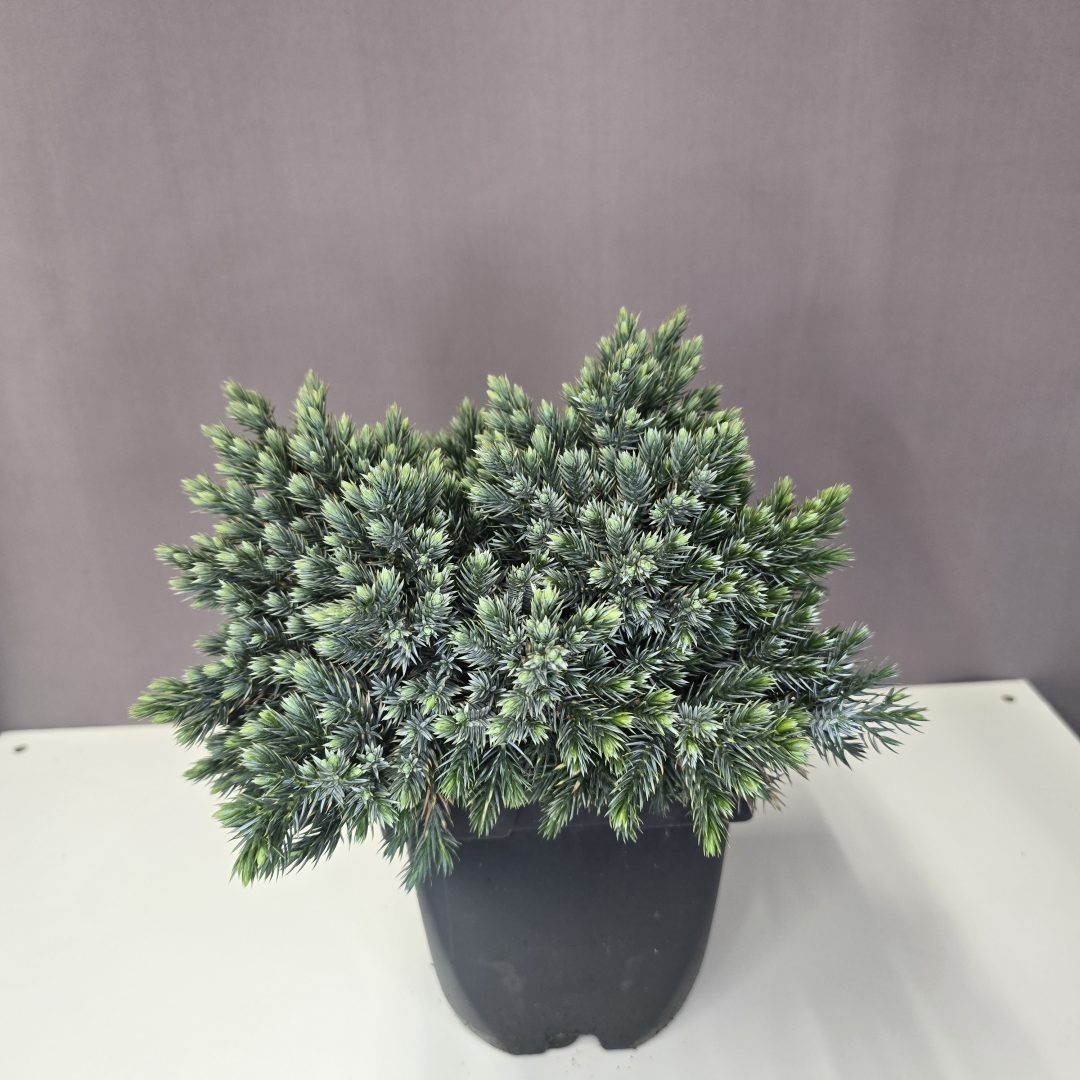 Juniperus squamata 'Blue Star' - Kék törpe boróka