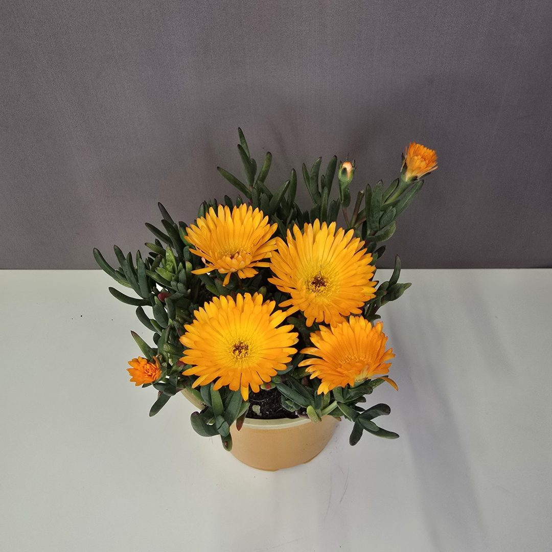 Nagyvirágú narancssárga kristályvirág