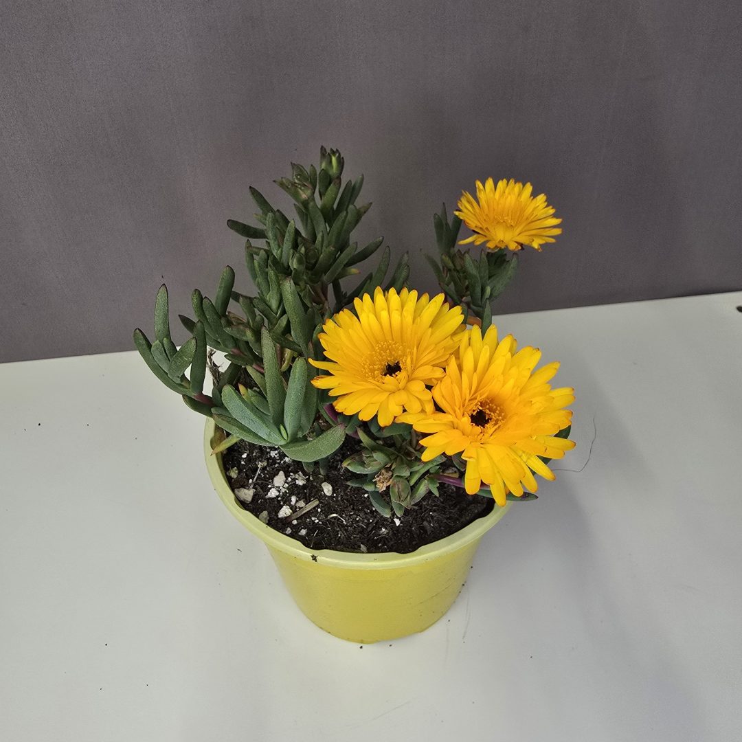 Nagyvirágú citromsárga kristályvirág