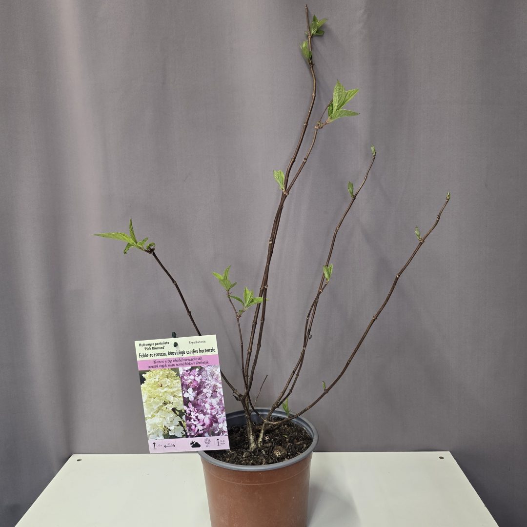 Hydrangea paniculata 'Pink Diamond'