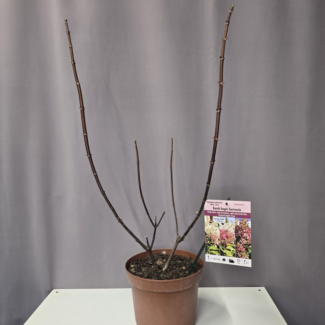 Hydrangea paniculata 'Wim's Red'