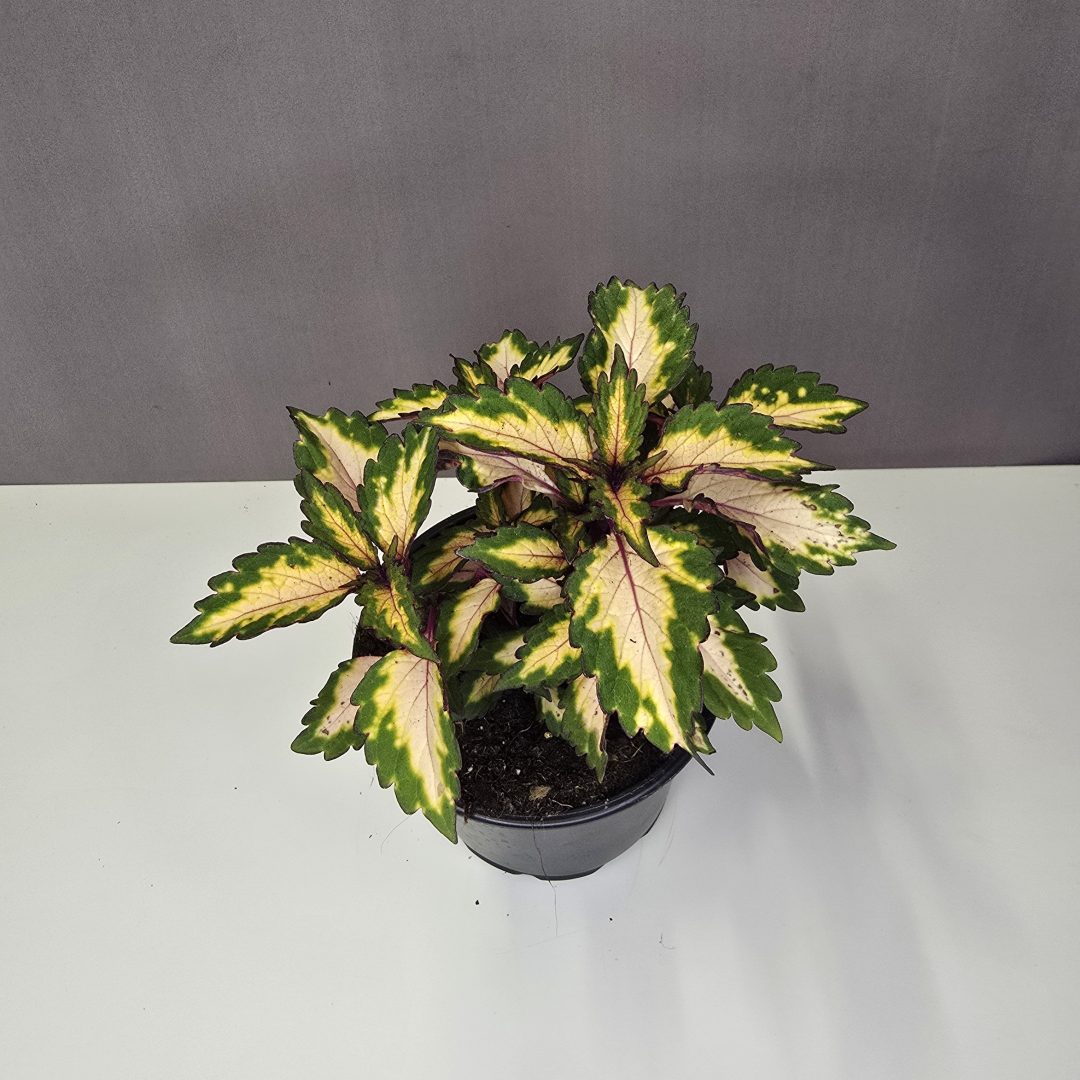 Coleus - Díszcsalán