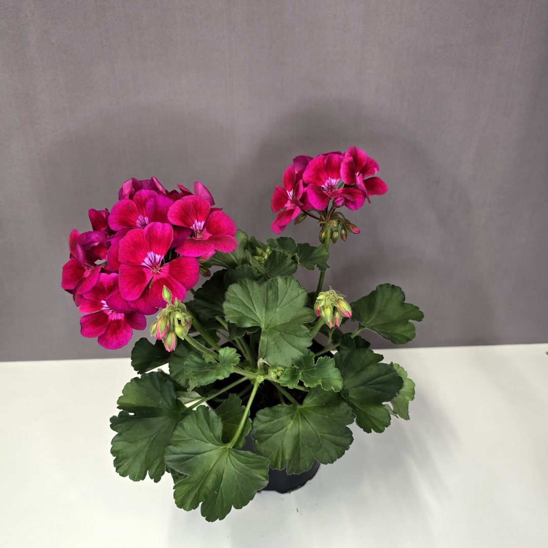 Álló muskátli - ciklámen, piros szemmel