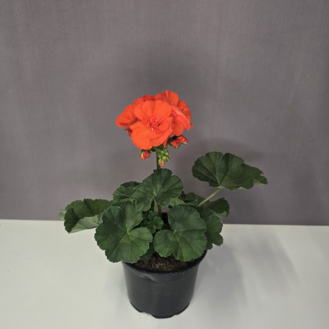 Álló muskátli - narancs