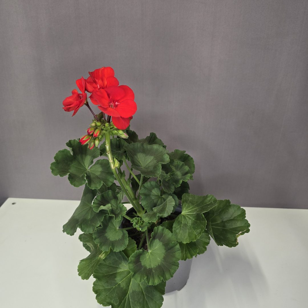 Álló muskátli - piros