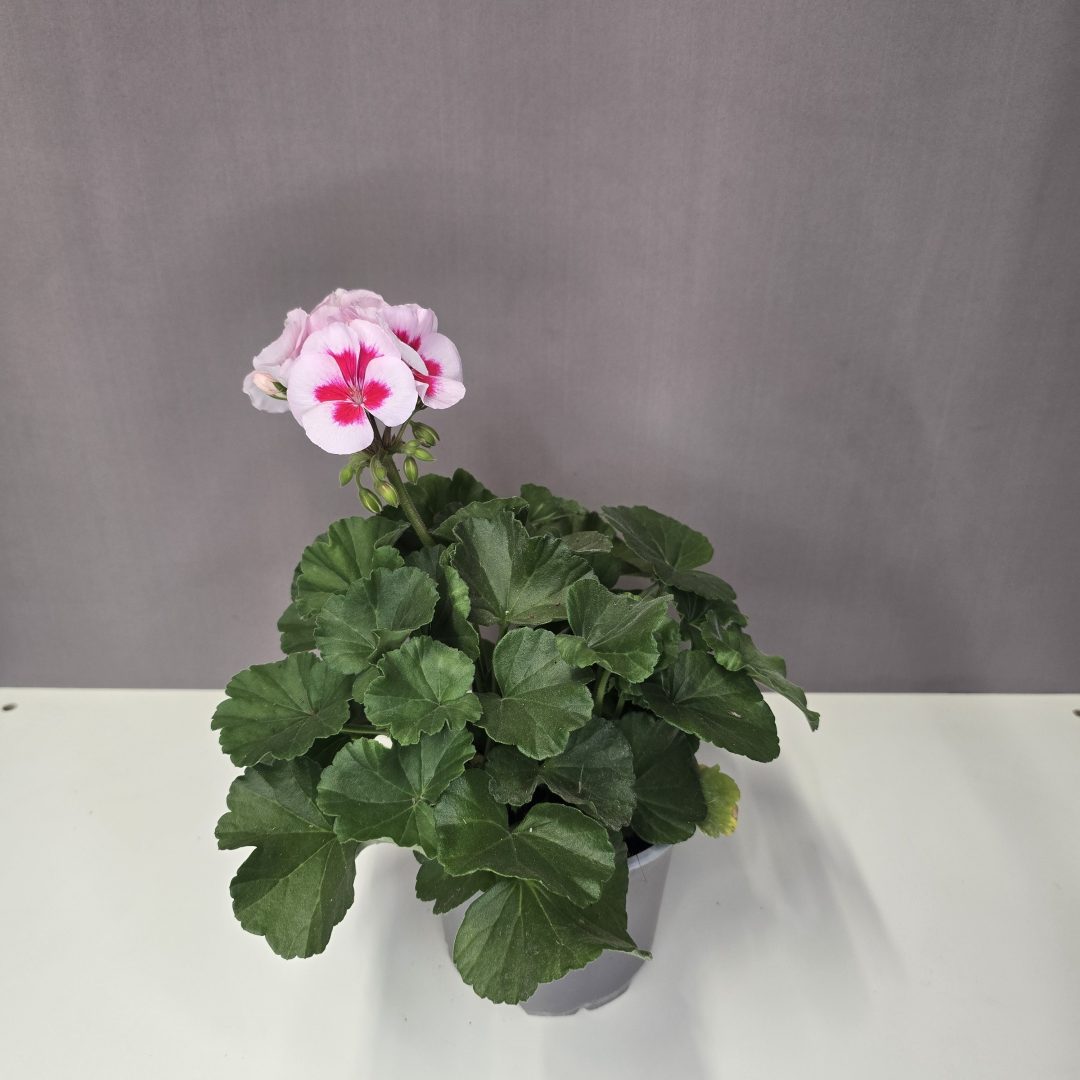 Álló muskátli - Fehér, rózsaszín szemmel