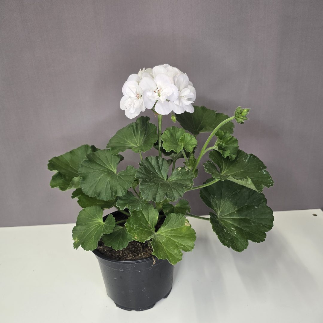 Álló muskátli - Fehér