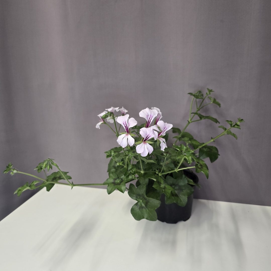 Tiroli futó muskátli - Fehér