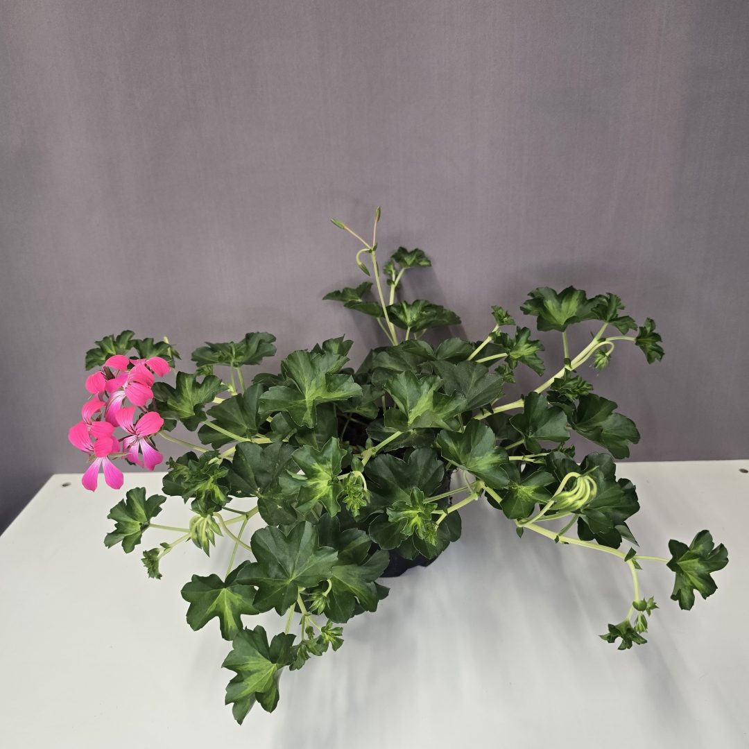 Tiroli futó muskátli - rózsaszín