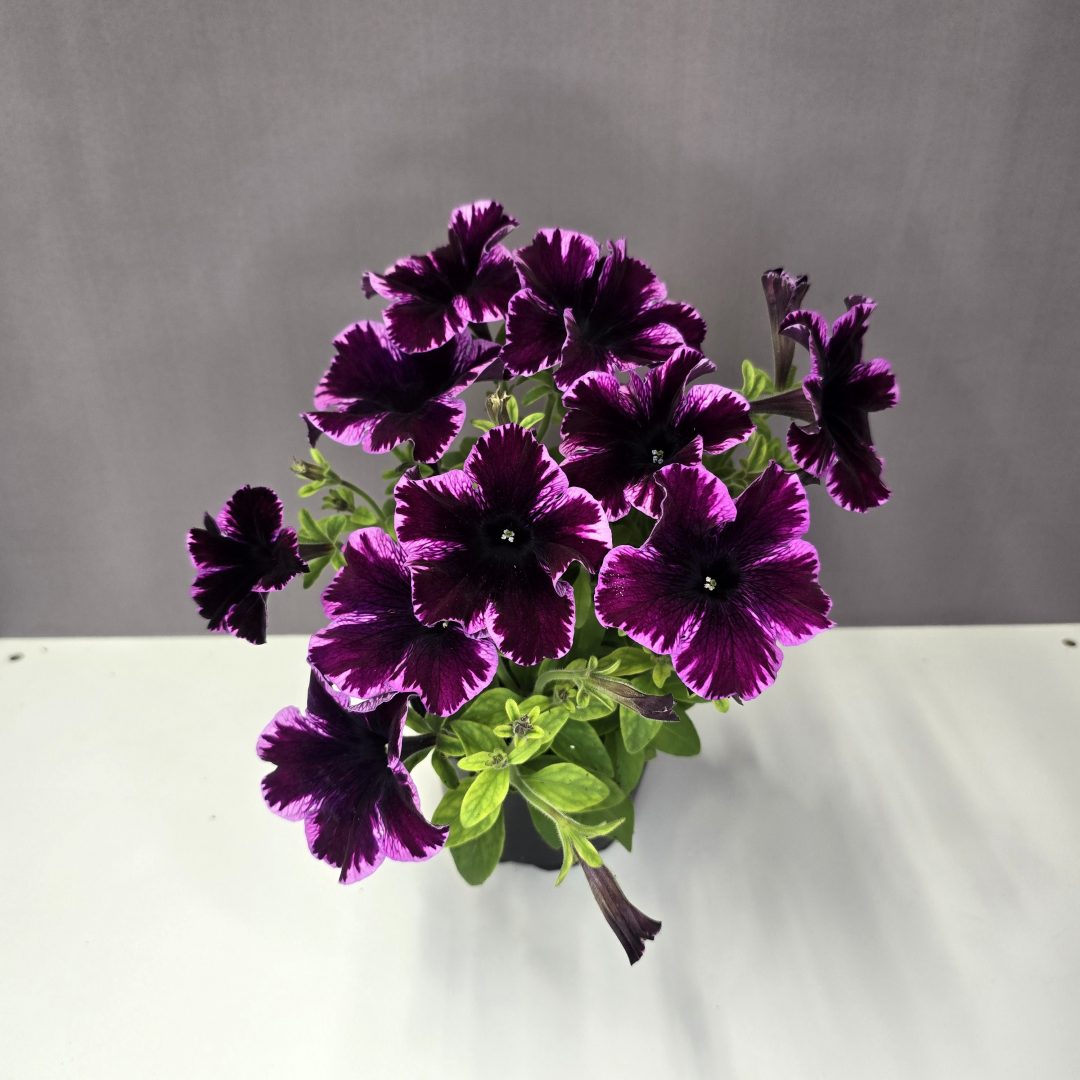 Futó petúnia - lila cirmos