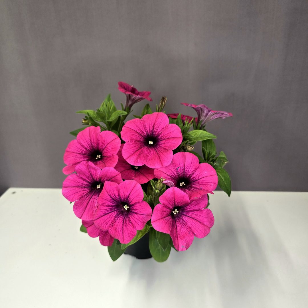 Futó petúnia - Rózsaszín