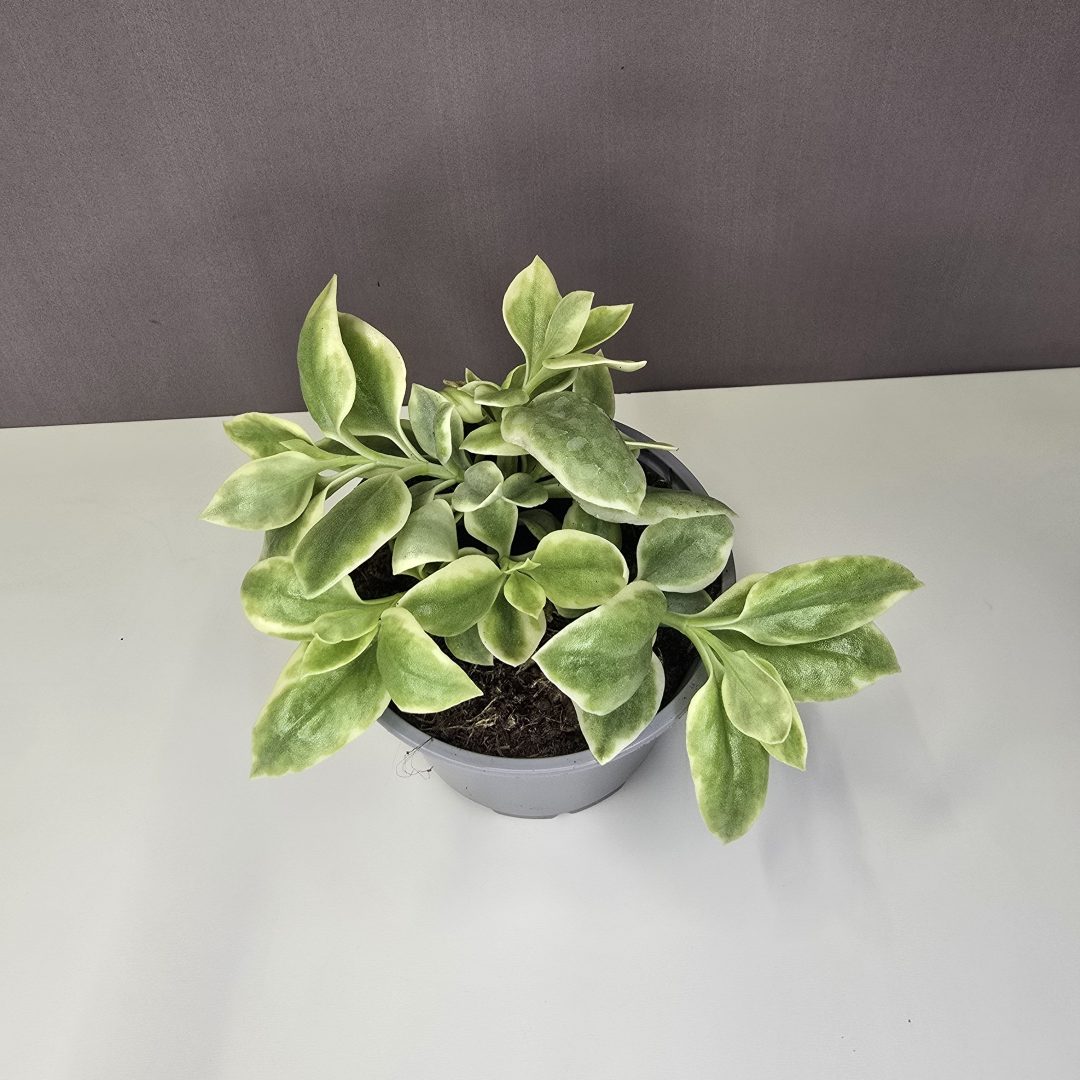 Szívlevelű kristályvirág