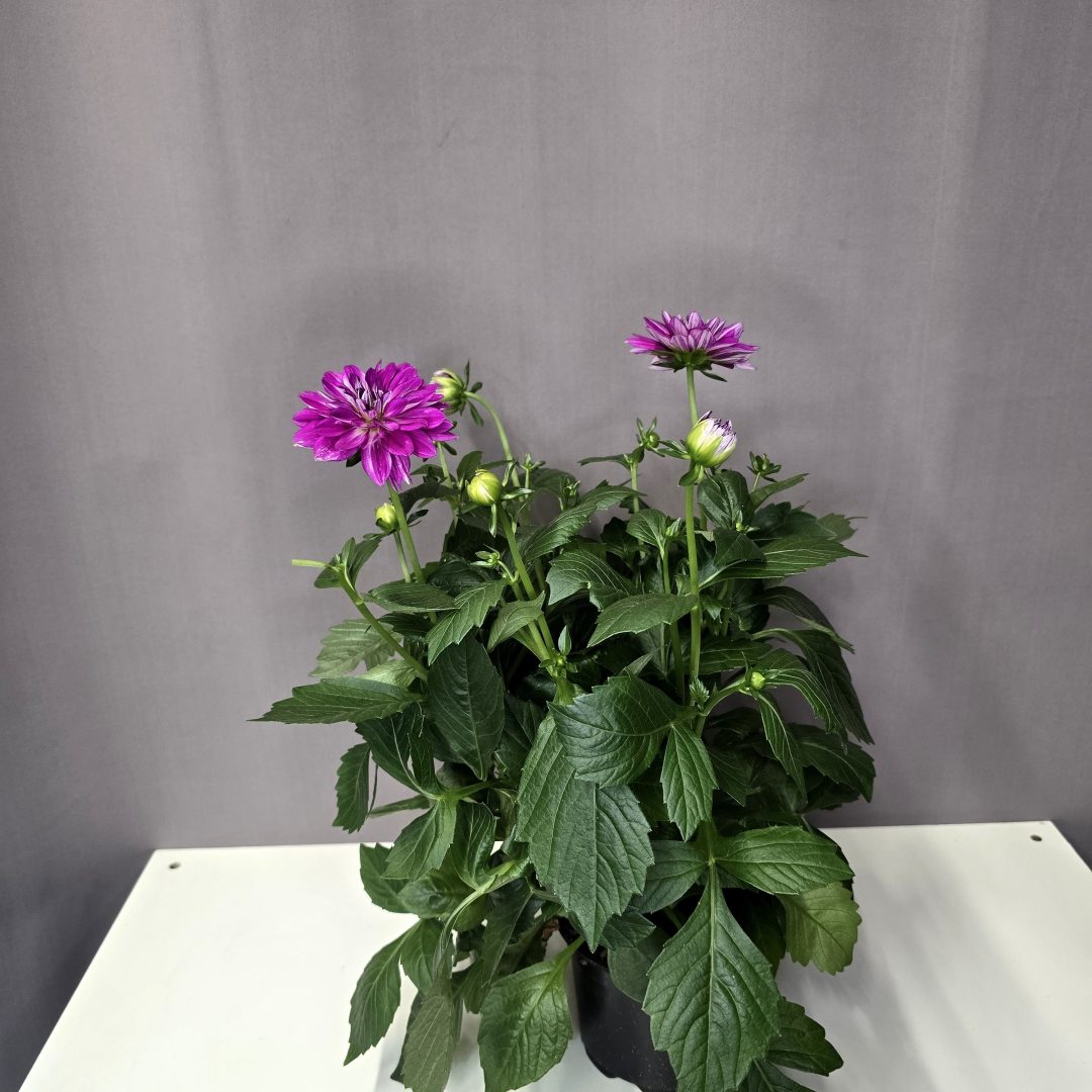 Dália - rózsaszín