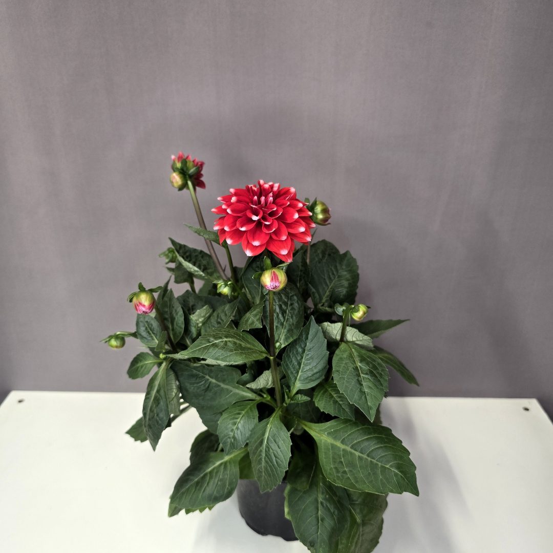 Dália - narancs, fehér szél