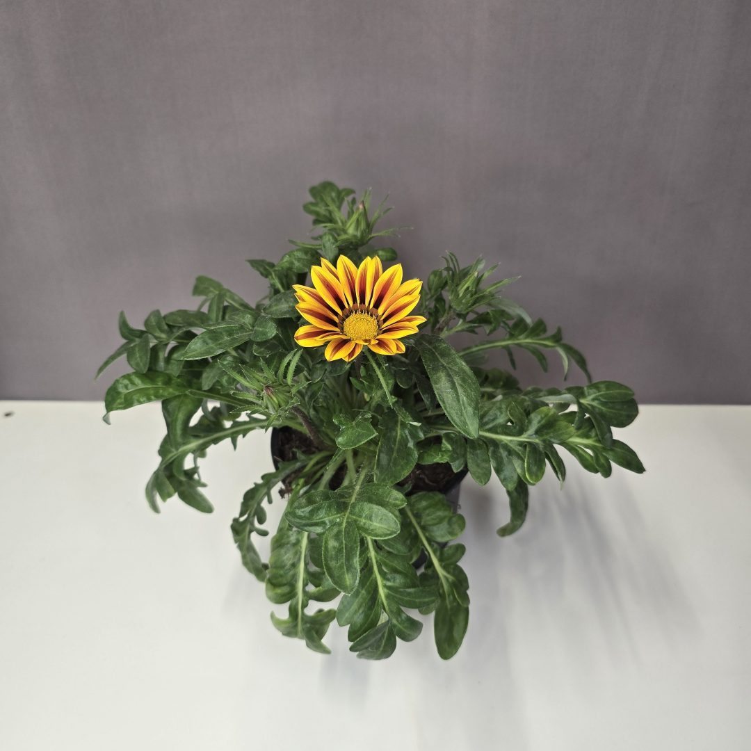 Pompás Záporvirág