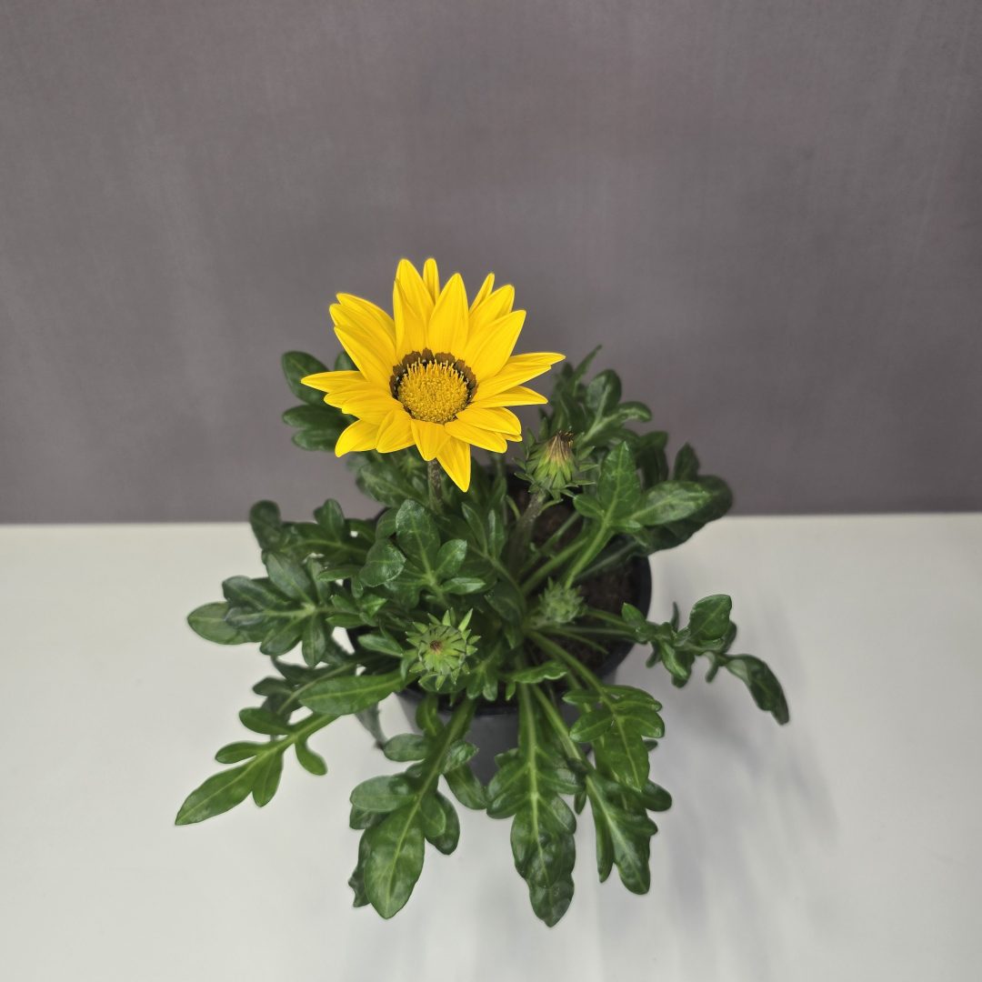 Pompás Záporvirág