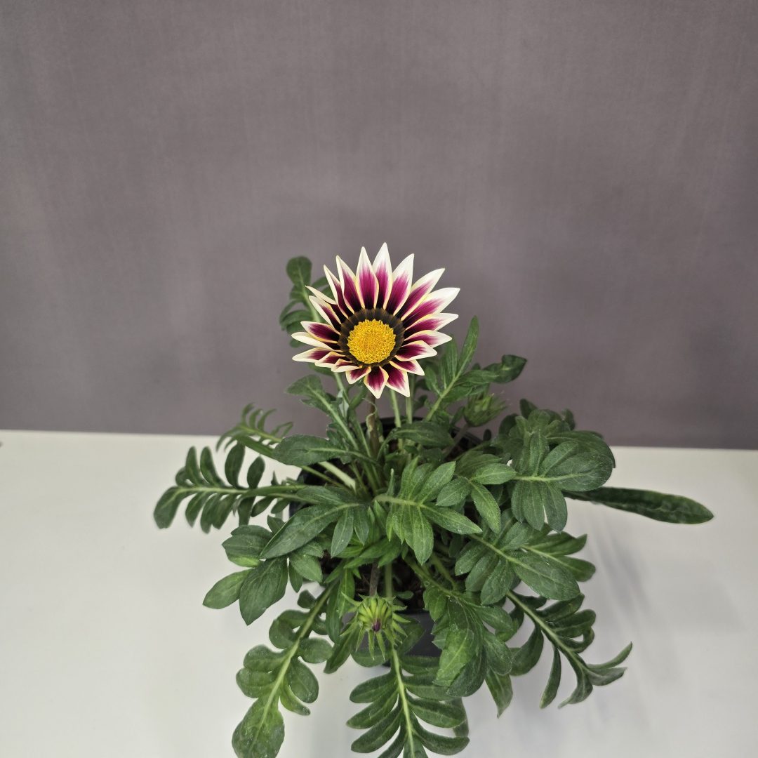 Pompás Záporvirág