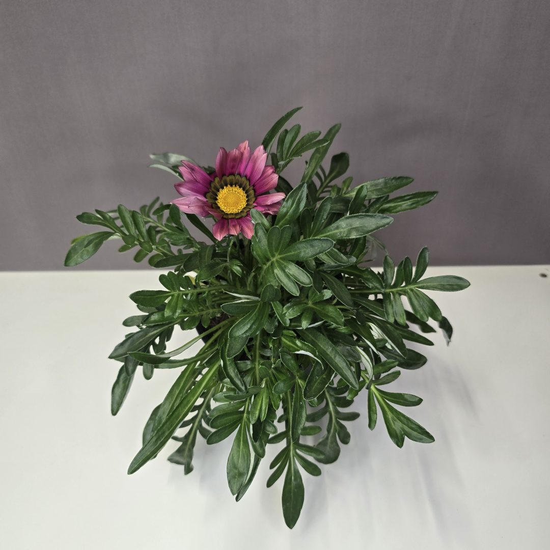 Pompás Záporvirág