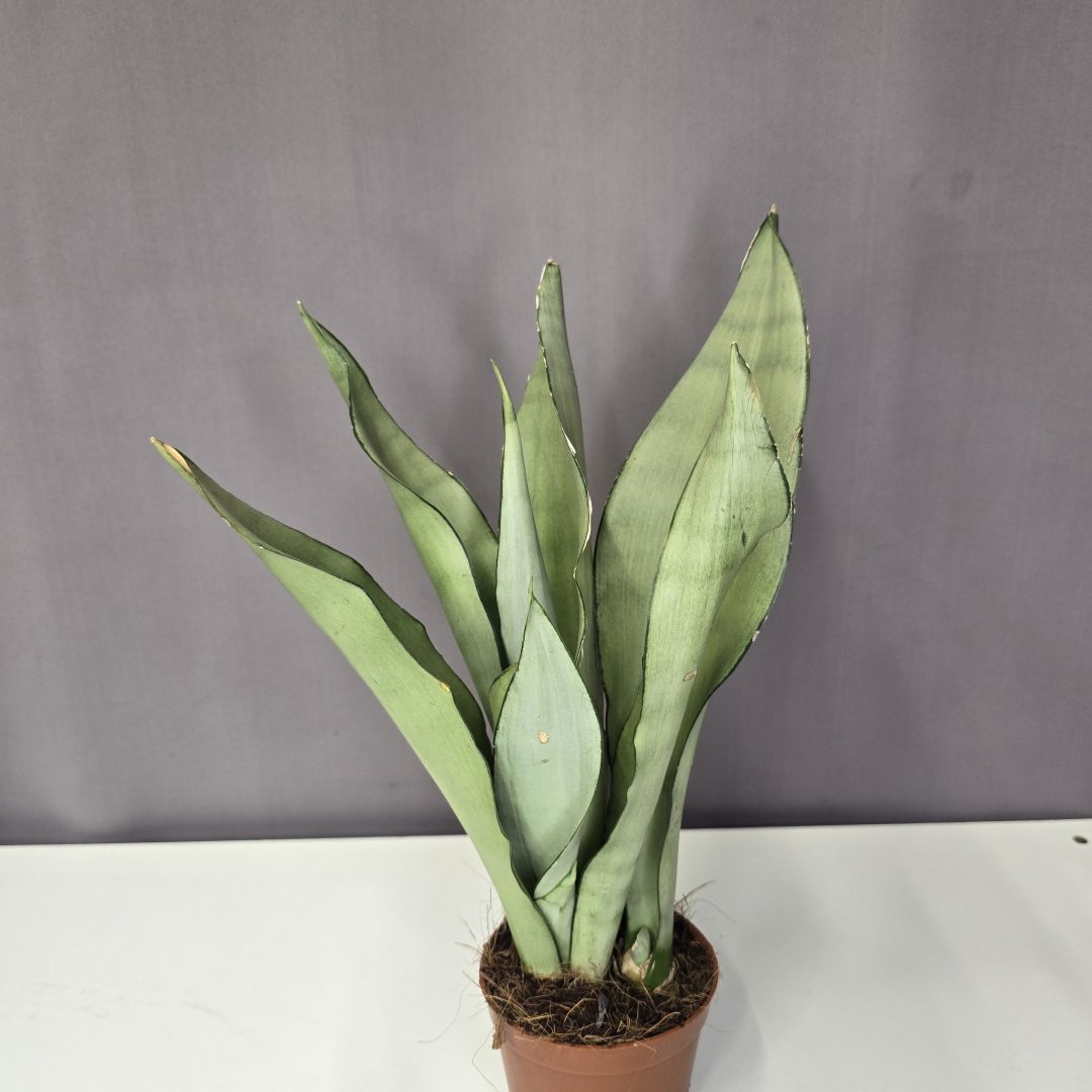 Sansevieria trifasciata "Moonshine"