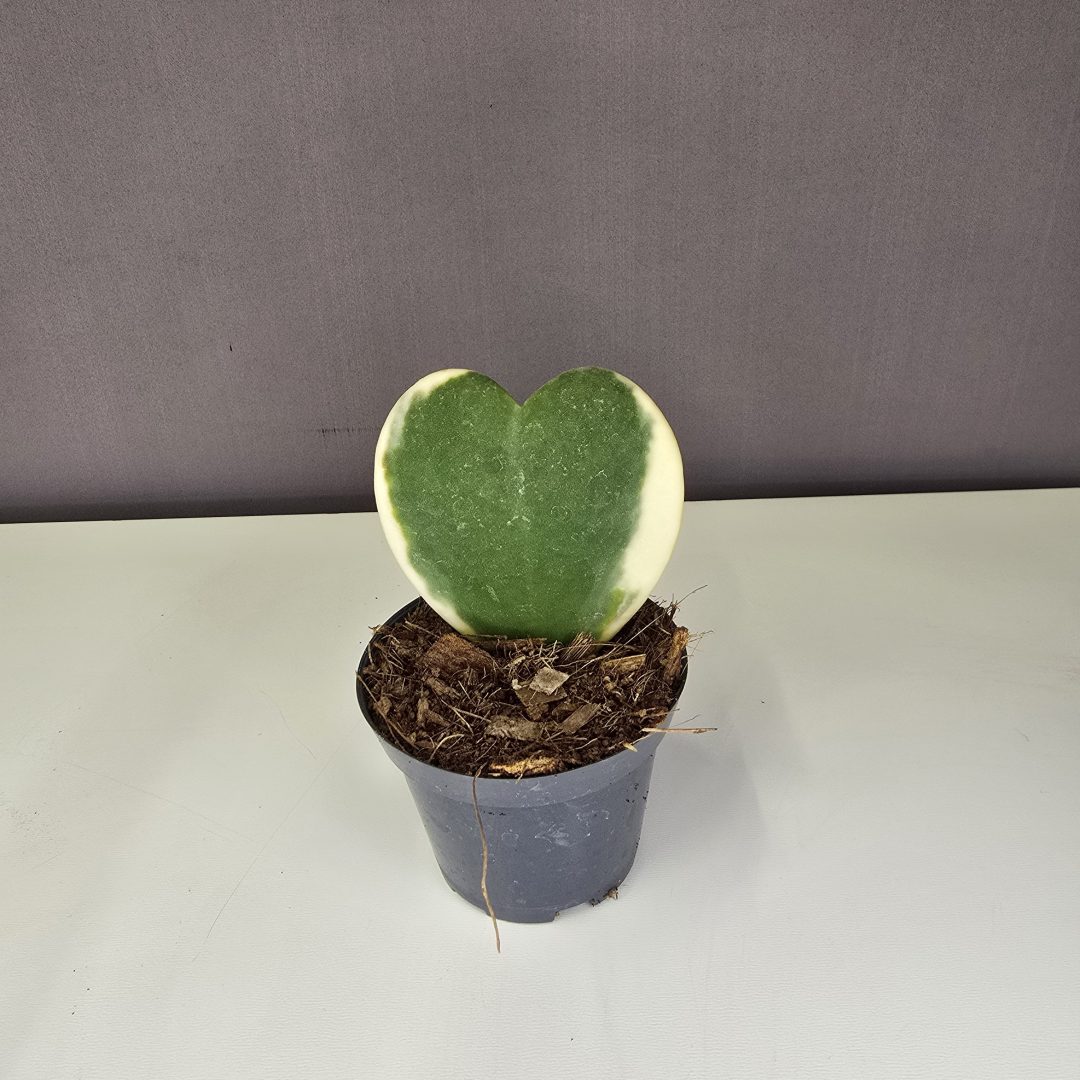 Hoya Kerrii variegata