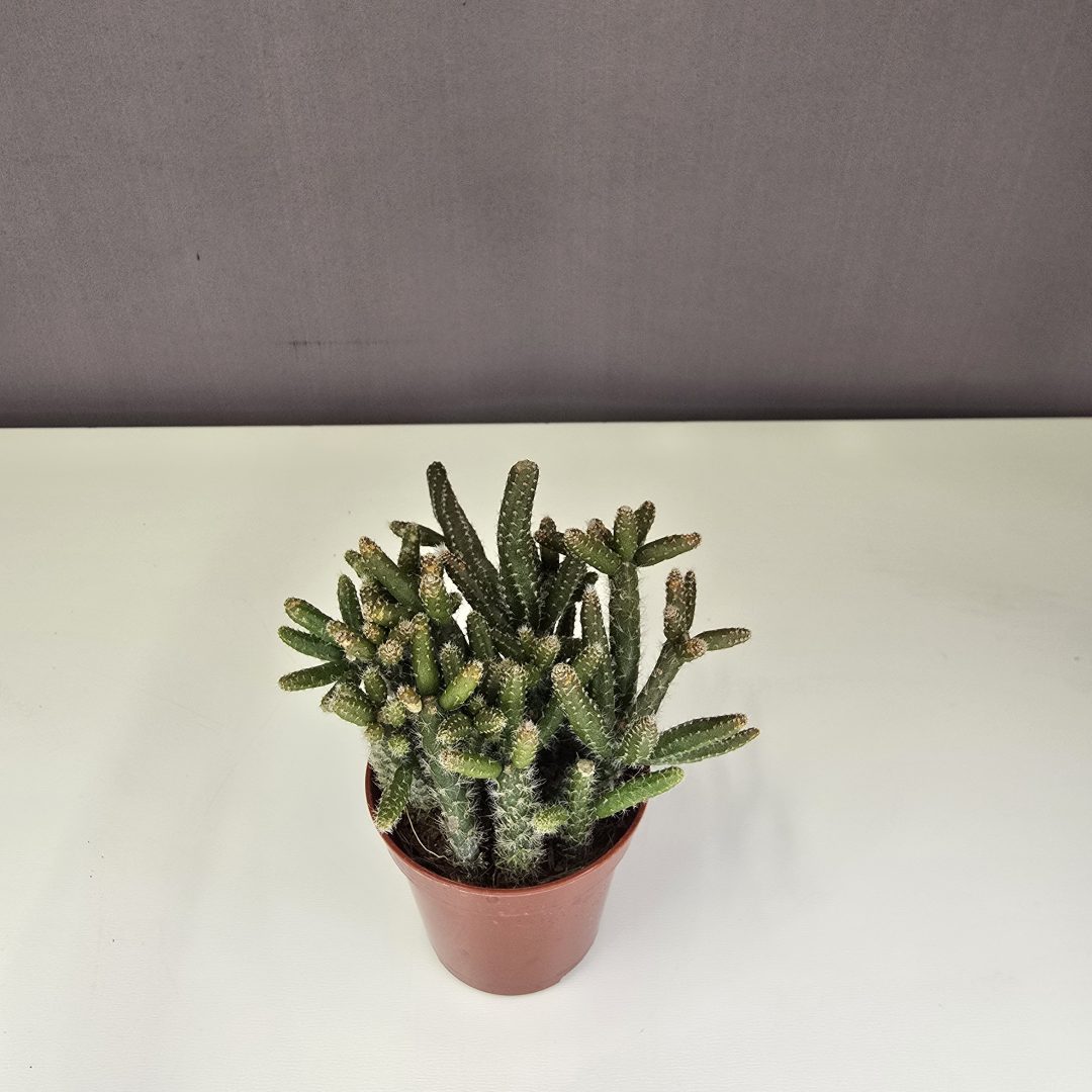 Rhipsalis Baccifera mini