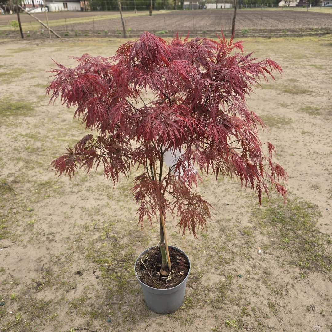 Acer palmatum 'Garnet'