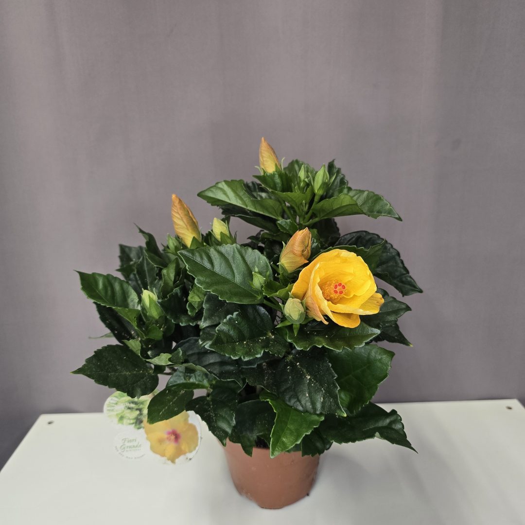 Kínai hibiszkusz - citromsárga