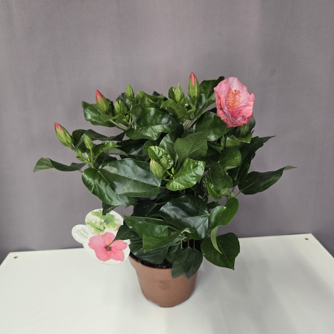 Kínai hibiszkusz - rózsaszín