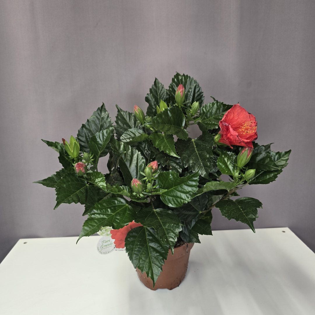 Kínai hibiszkusz - piros