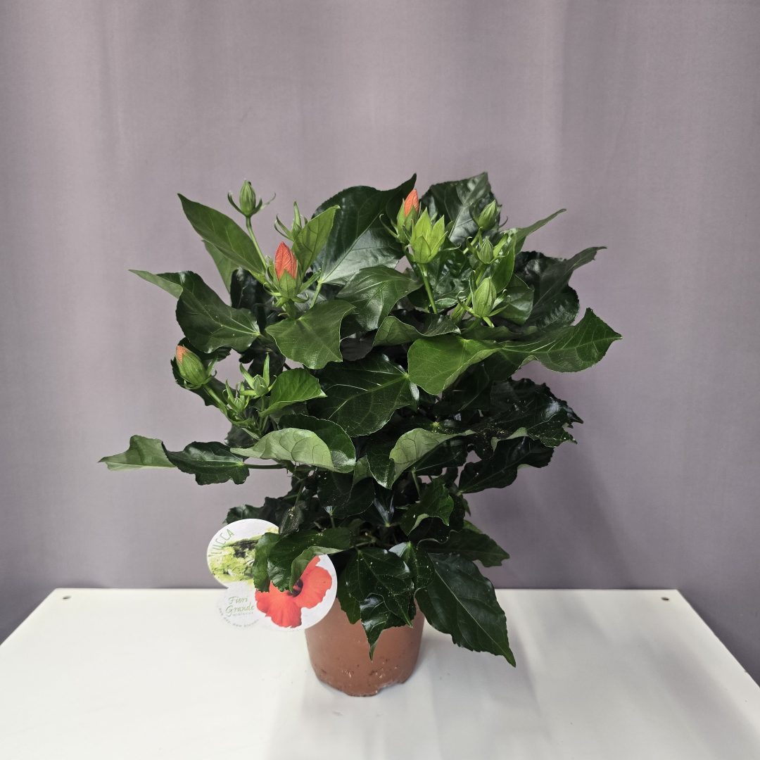 Kínai hibiszkusz - narancssárga