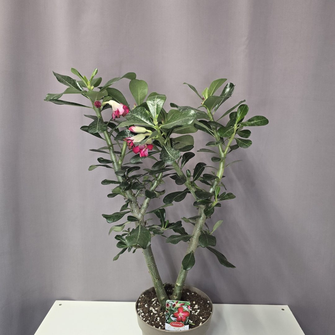 Adenium - Sivatagi rózsa 70cm