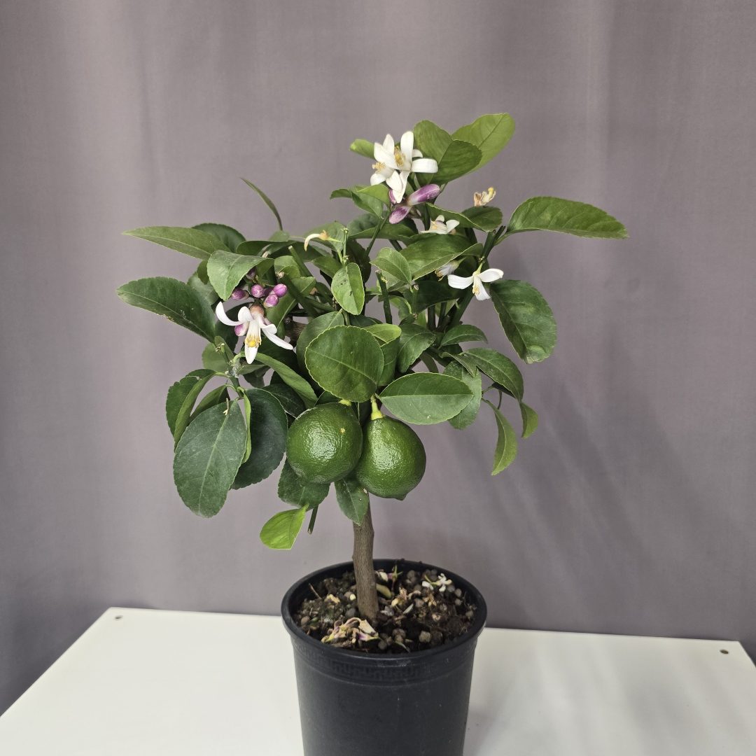 Meyer citrom törzses