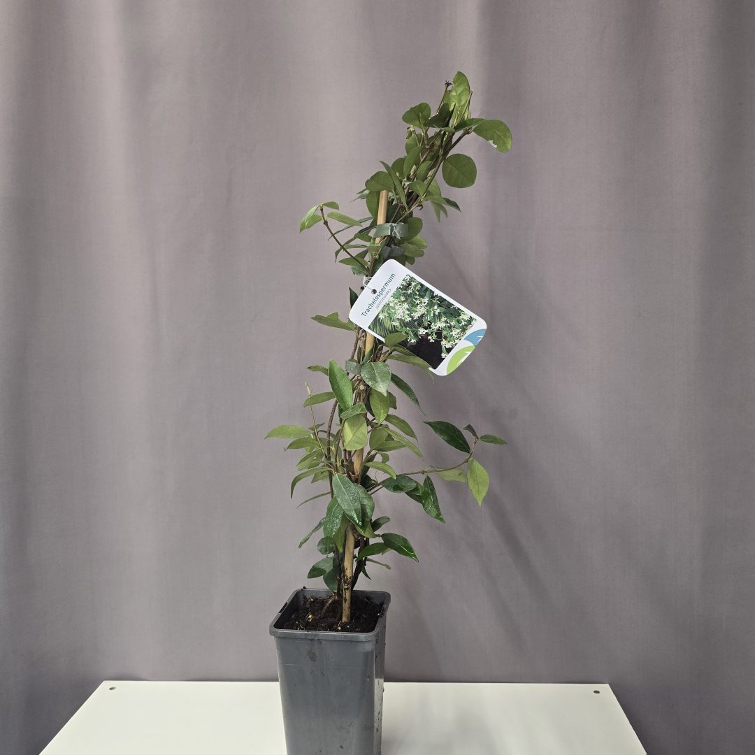 Trachelospermum jasminoides - Fehérvirágú csillagjázmin