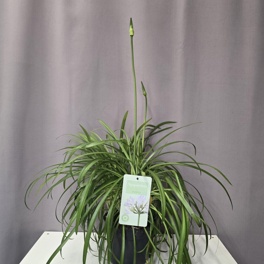 Agapanthus ‘Polar Ice’ – fehér szerelemvirág