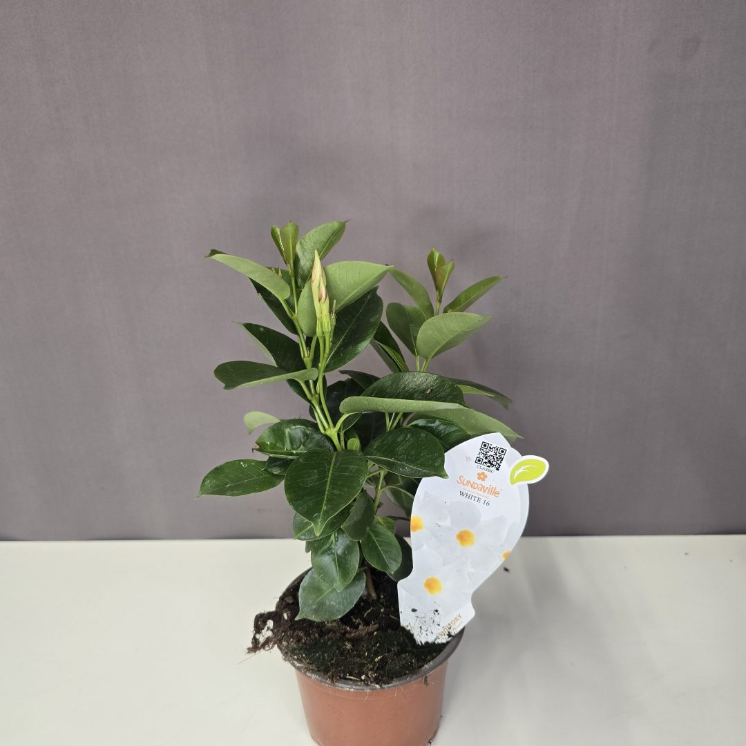 Dipladenia - Fehér Tölcsérjázmin