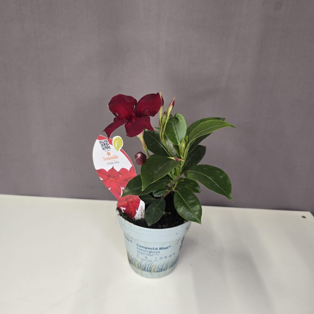 Dipladenia - Piros Tölcsérjázmin