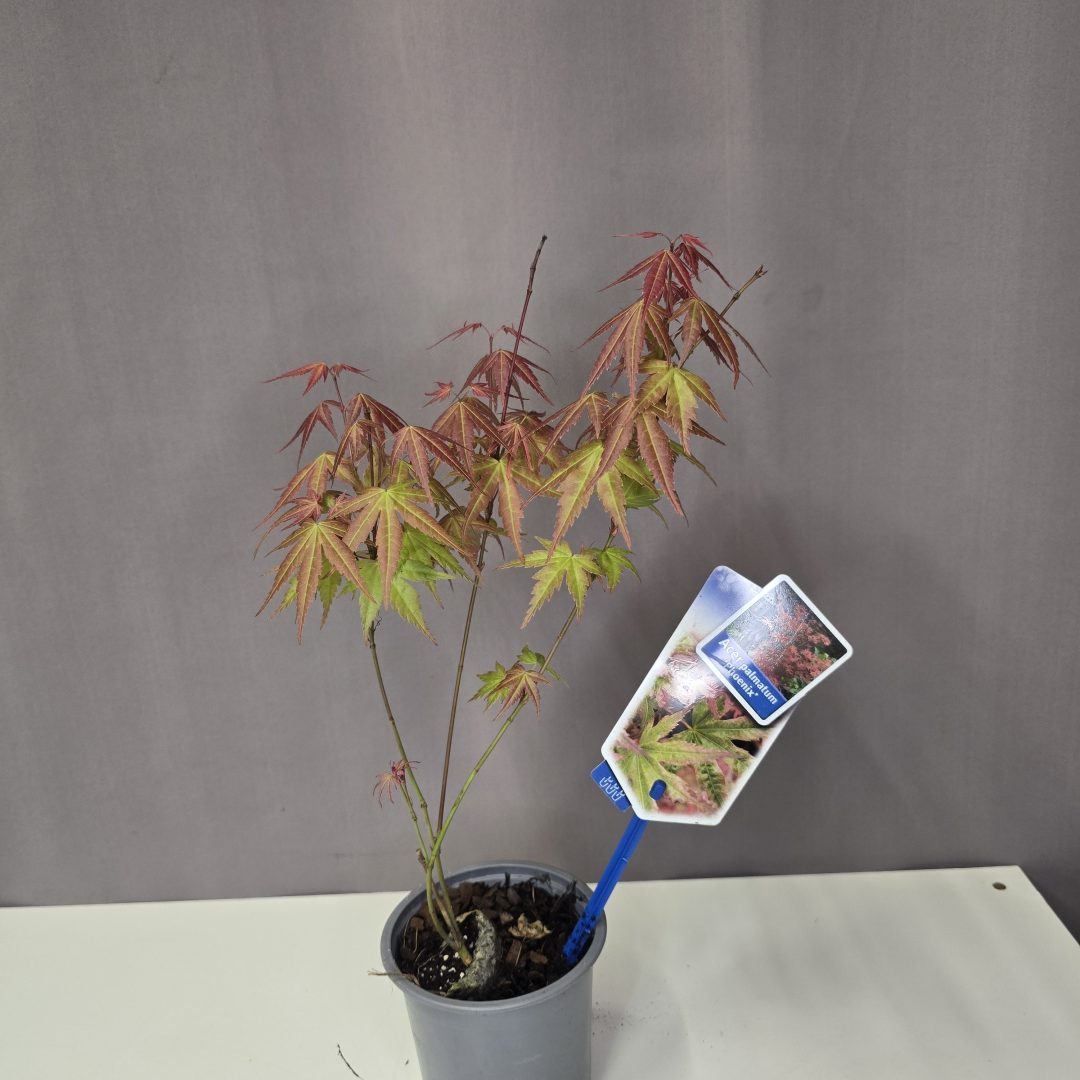 Acer palmatum 'Phoenix'