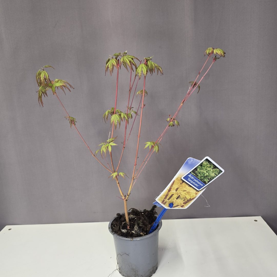 Acer palmatum 'Sangokaku'