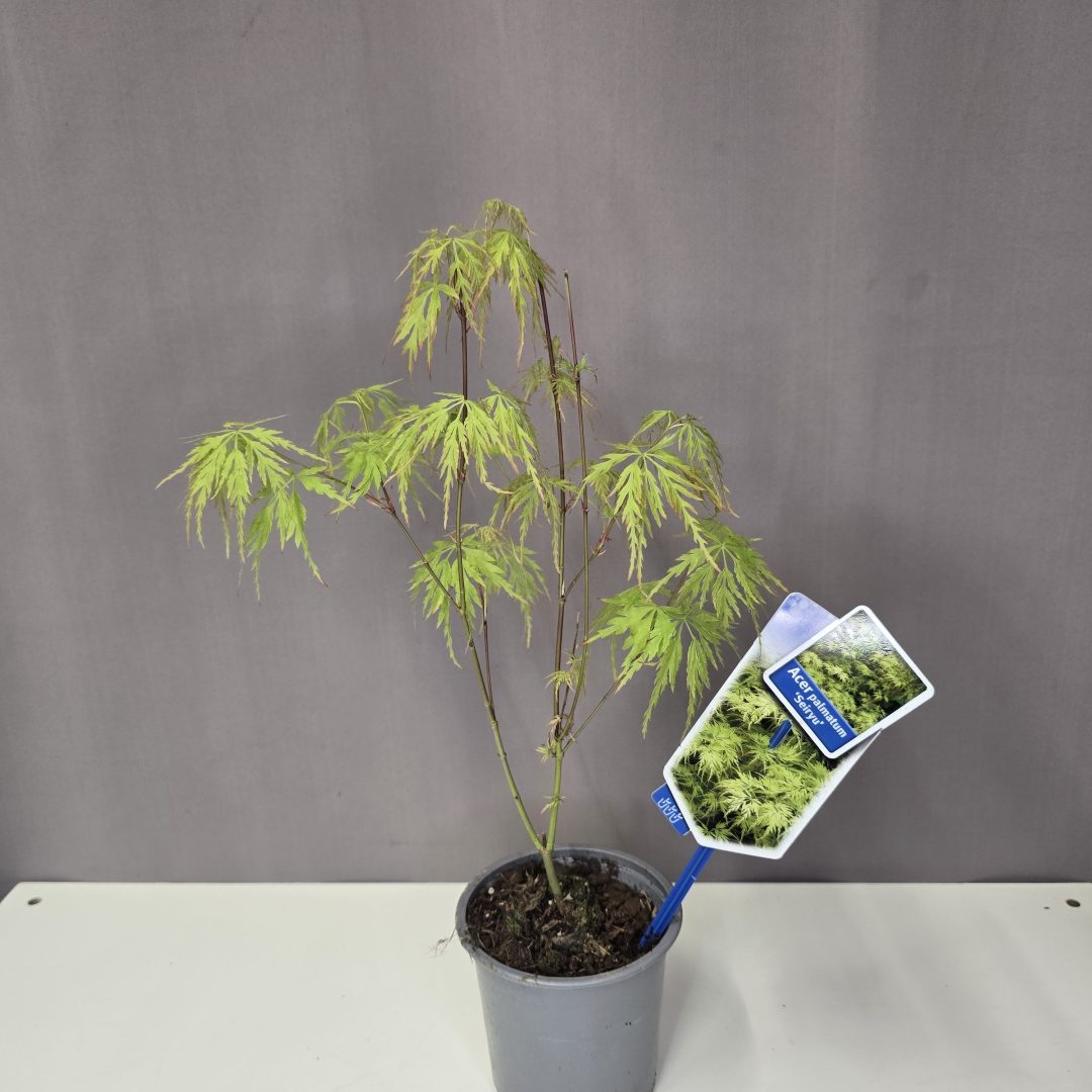 Acer palmatum 'Seiryu'