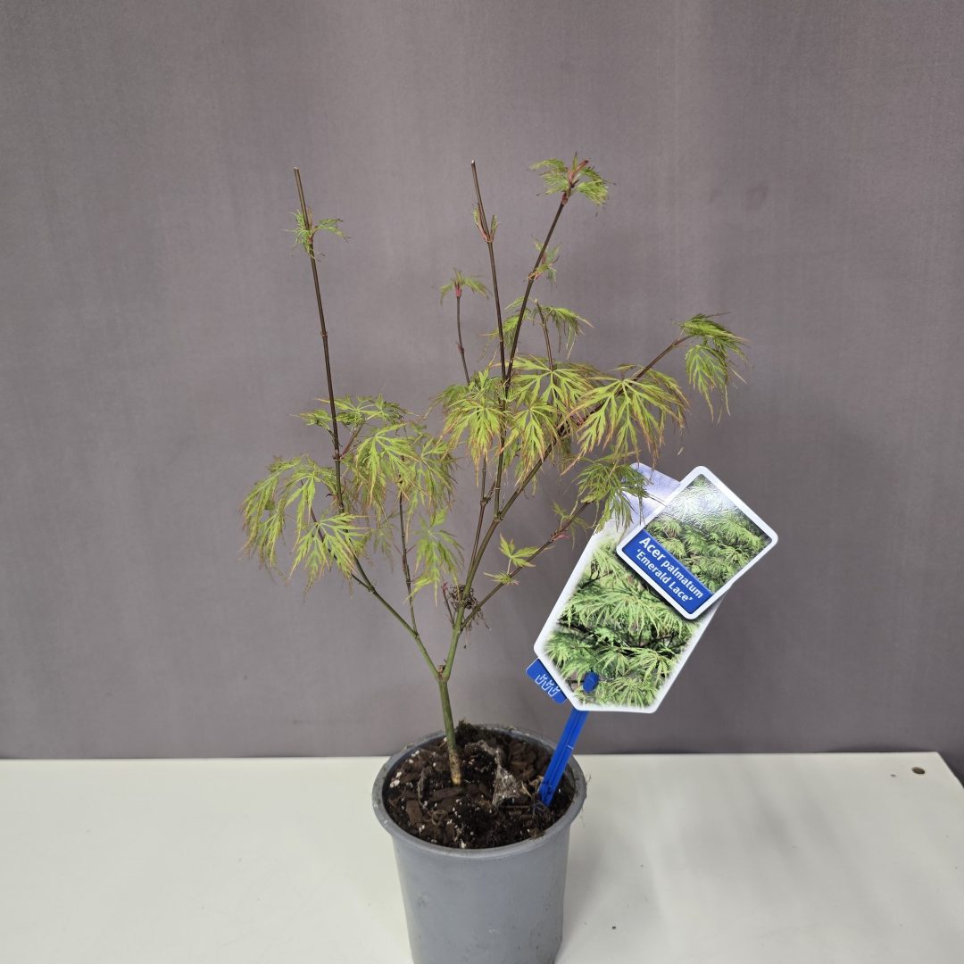 Acer palmatum 'Emerald Lace'