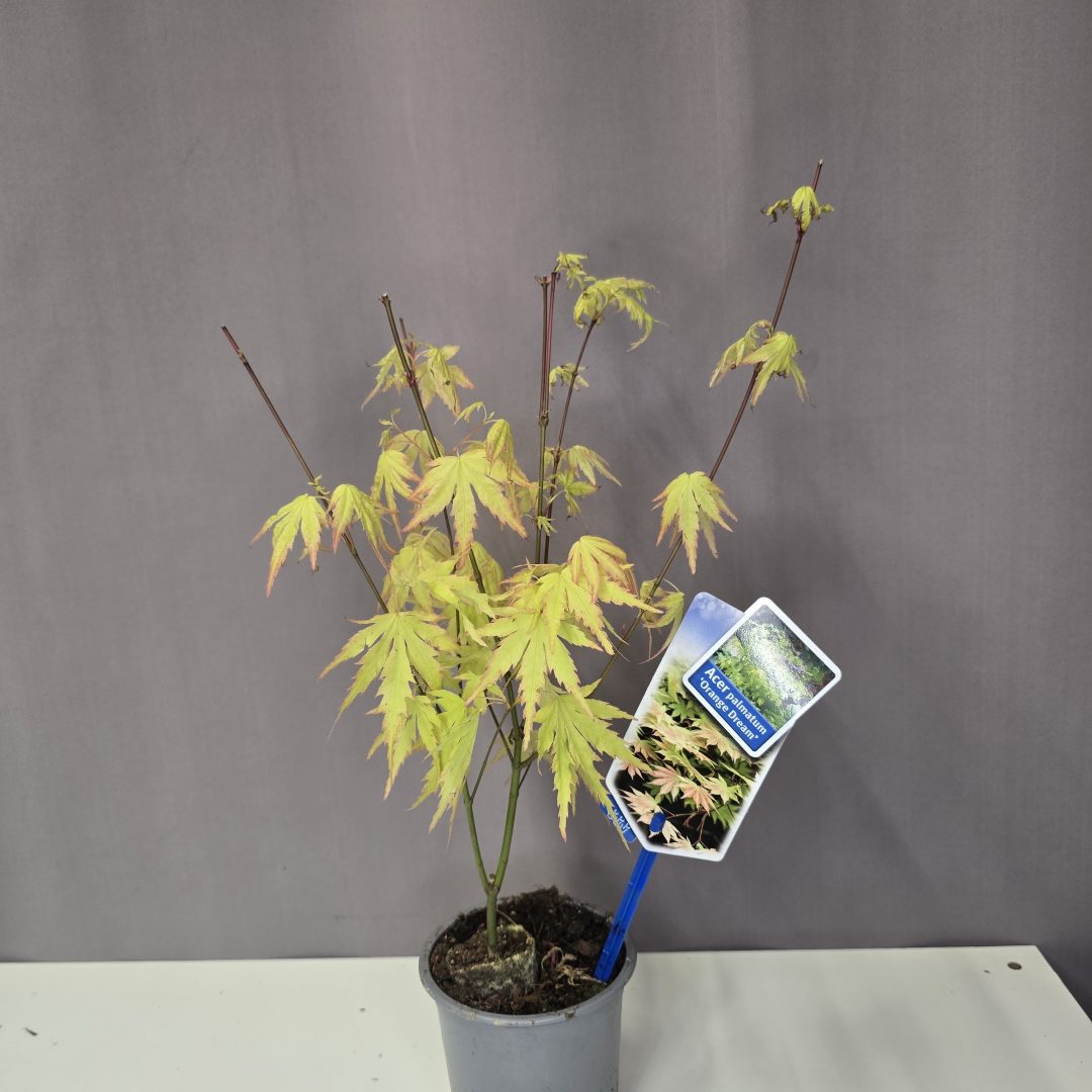 Acer palmatum 'Orange Dream'