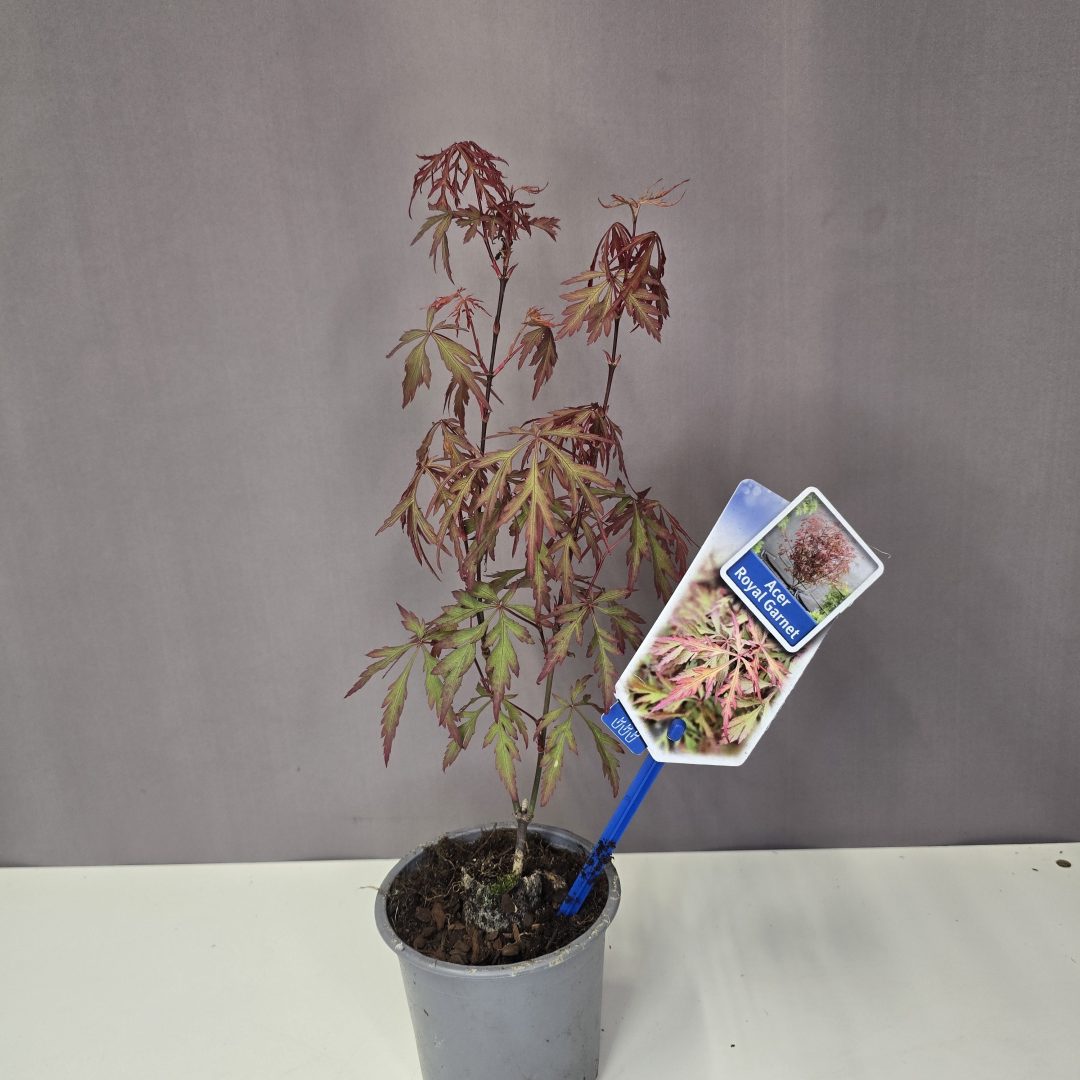 Acer palmatum 'Royal Garnet'