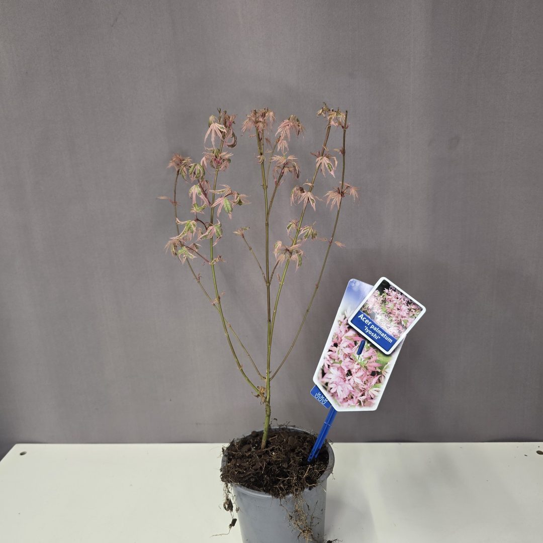 Acer palmatum 'Iyoshi'